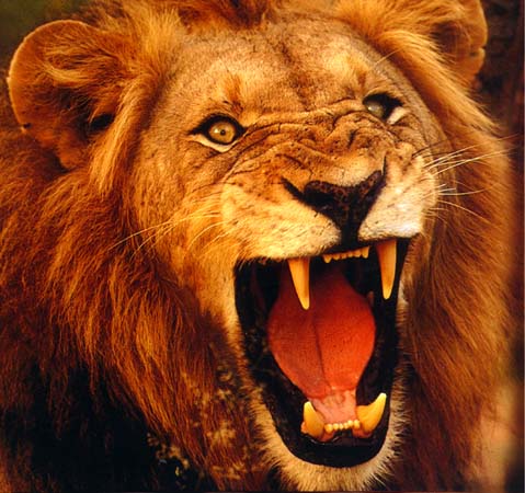Illustration of a lion